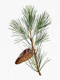 Pine Branch Clipart Virginia Pine