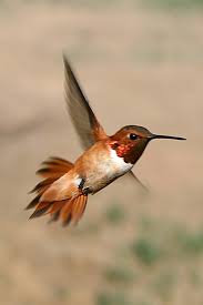 The Urge of Migrate of hummingbirds?