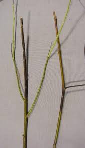 willow common diseases