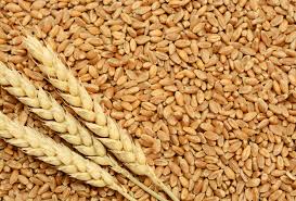 Euronext Wheat Edges Higher After Four Day Fall Global