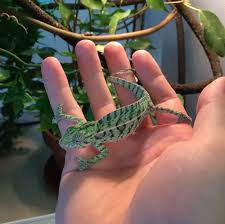 pet chameleon faq