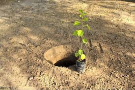 اجرای طرح ملی مردمی کاشت یک میلیارد درخت در گناوه | خبرگزاری صدا و سیما