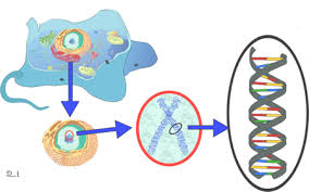 cytoplasmic mitochondrial inheritance