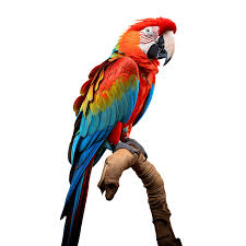 colorful macaw parrot bird on