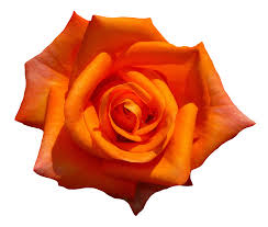 orange rose flower top view png image