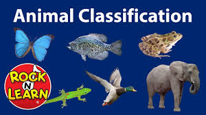 They don't need as much energy to survive. Animal Classification For Kids Youtube