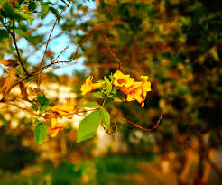 yellow flower caesalpinia nature hd