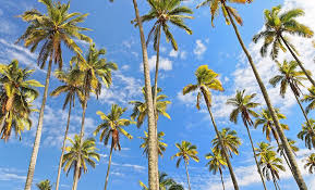 Makalah tentang kelapa sawitdeskripsi lengkap. Buah Kelapa Sawit Dan Kelapa Sawit Sawit