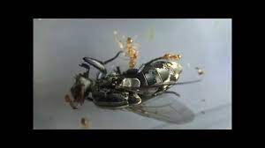 ウジ虫捕食動画】Ant colony feeding predation【昆虫観察】【グロ注意】ハエから出てきたウジ虫の捕食＜アメイロアリのコロニーの生態＞【働きアリ;バトル】  - YouTube