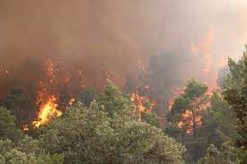 Les flammes dévorent la forêt de Tamza à Khenchela - Maghreb Emergent