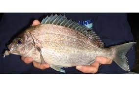 British Sea Fish Species Guide Badangling