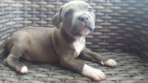 They may also be called bully, which is are staffordshire bull terriers good guard dogs? 6 Week Blue Male Staffy Pups Ready To Go 16 08 201 Coventry West Midlands Pets4homes
