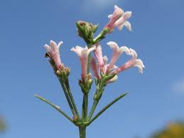 Asperula cynanchica