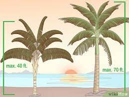 2 Easy Ways To Identify Palm Trees