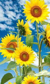 free sunflower live wallpaper