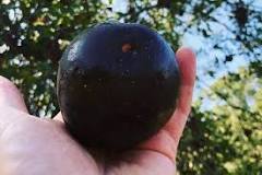 Is the Black Diamond apple real?