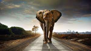 top 20 best elephant wallpapers for