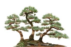 anese white pine bonsai trees