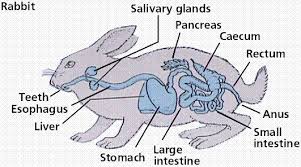 Image result for endocrine system of animals