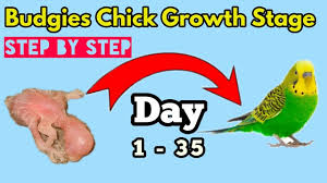 Budgies Chick Growth Stages 1 To 35 Days New Born Baby Budgies