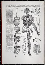 Anatomical illustration from The epitome of Andreas Vesalius