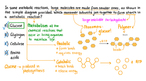 form starch in a metabolic reaction