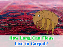 how long can fleas live in carpet