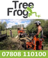 tree frog tree services suffolk