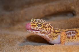 best substrate for leopard geckos