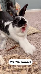 Image result for picture of yawning rabbit