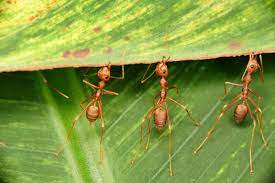 how to control fire ants in the garden