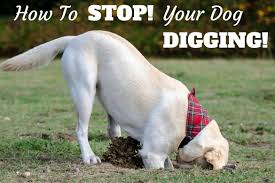 how to stop a dog from digging a step