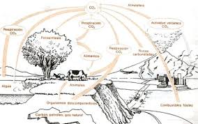 ciclos biogeoicos tu mundo