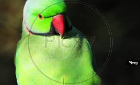 beautiful green parrot rf054645 picxy