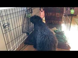 setting up your dog s crate for comfort