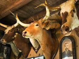Introduction To Hunting Trophies