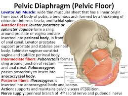 ppt pelvic walls powerpoint