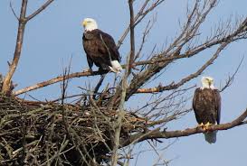 home improvement season for bald eagles