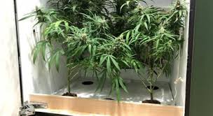 They are also compatible with a wide range of growing systems including modular flood and drain, dripper irrigation, nft, bubble buckets / dwc. Weed 101 What Are Marijuana Grow Boxes And How Do You Build One