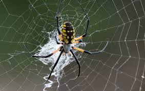 are garden spiders poisonous miche
