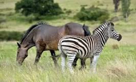 can-a-zebra-be-ridden-like-a-horse