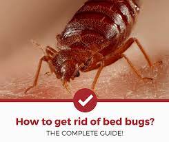 how to get rid of bed bugs 2021 edition