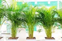 palmiye-ağacının-bakımı-nasıl-olur