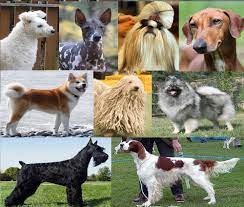 انواع الكلاب واغلى 10 كلاب في العالم ستتعرف عليها - Tops Arabia