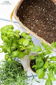 Fresh Kitchen Herb Garden Basket On