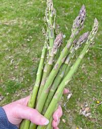 asparagus questions