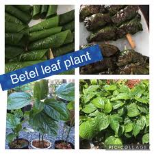 betel leaf plants gumtree australia