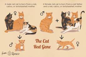 all about red tabby cats