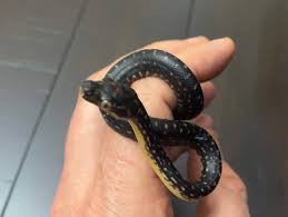 ta snakes diamond python breeder