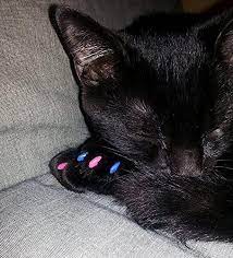 soft nail caps for cat claws